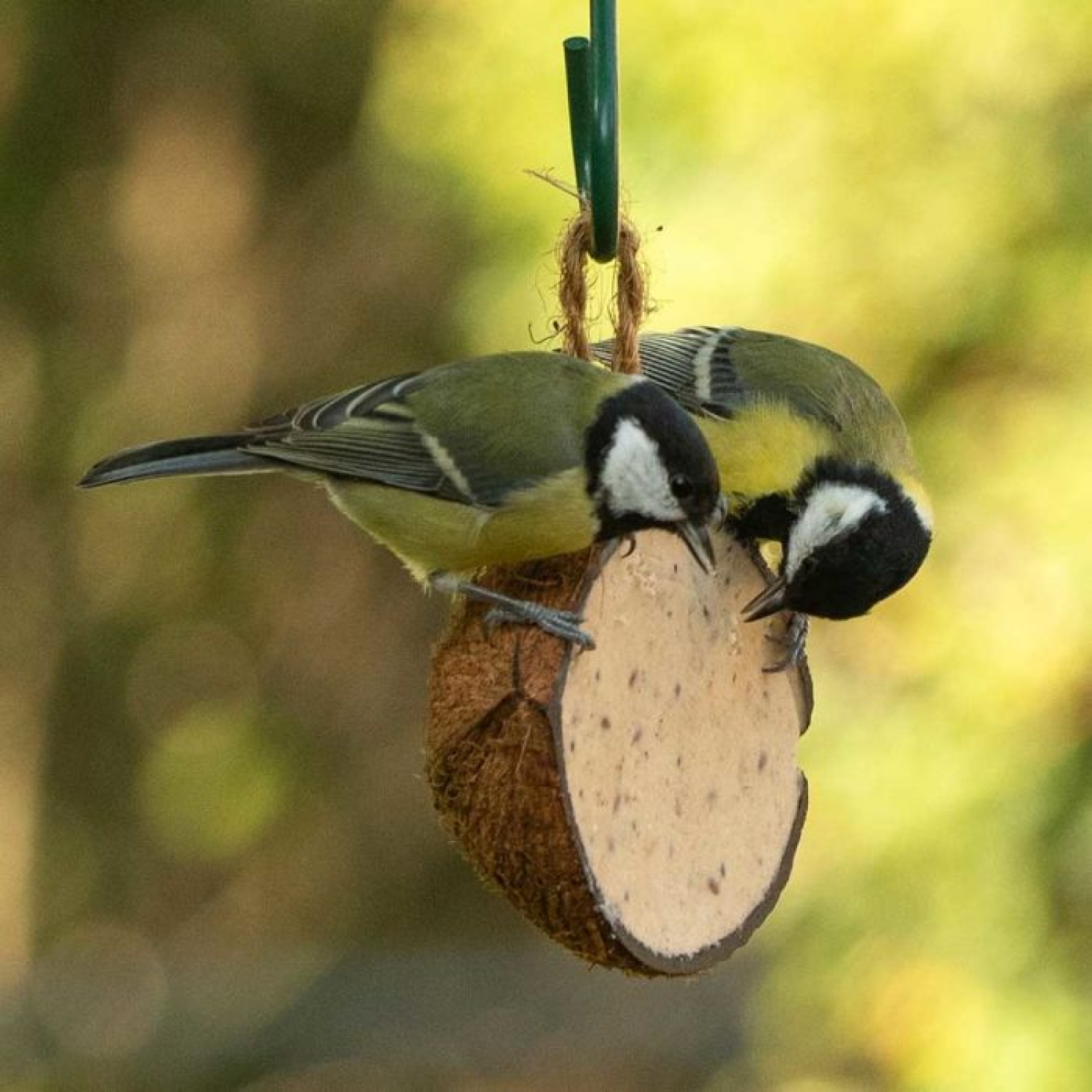 Halbe Kokosnuss gefüllt - Mehlwürmer+Insekten